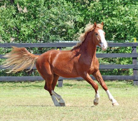 Blackshires Ares - Purebred Irish Draught Stallion